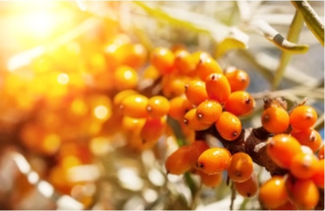 Aceite de Seaberry - Un tesoro de la naturaleza